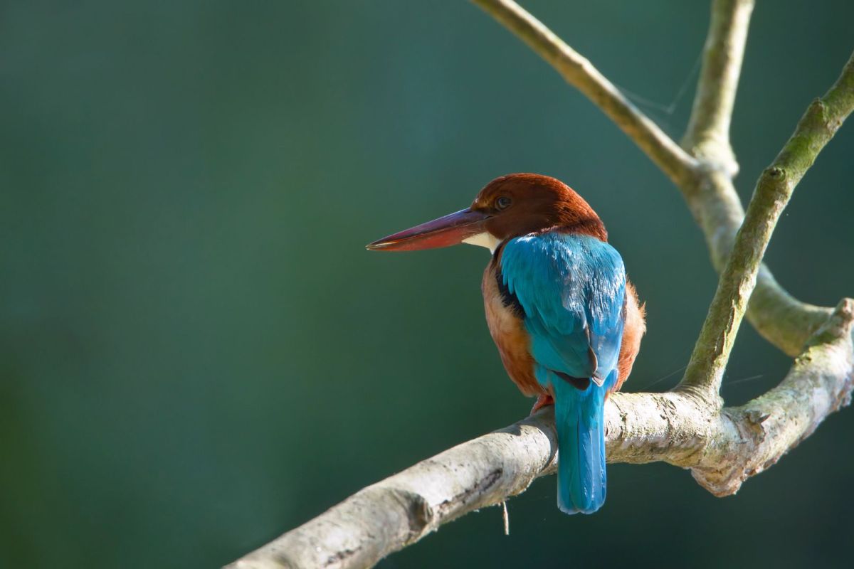 Nepal Birding Tour